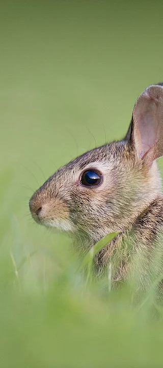 Fun & adventure on holiday in the mountains Hase auf Wiese