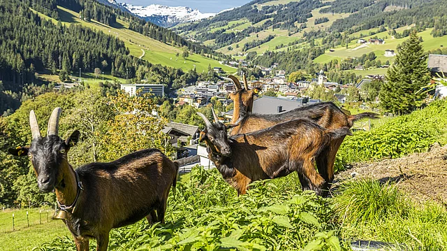 Sommer in Saalbach